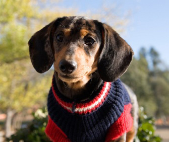 Dachshund Wearing Sweater Dachshund Wearing Sweater